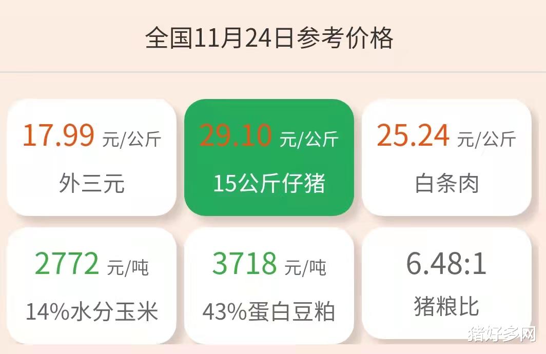 新能源|11月24日仔猪价格：养猪人谨防成本“陷阱”！仔猪补栏还需谨慎