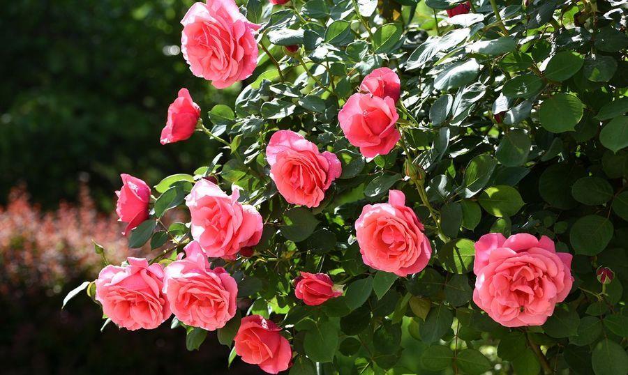 京跃伟哥|3种适合庭院养的“四季花”，夏天冬天都不怕，南北方都能种！