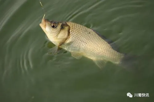 |平昌的钓鱼人！