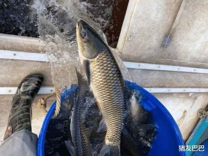 猪肉 鱼价失控！1条鱼，2斤猪肉！猪肉价格跌入“省心价”，该涨了？