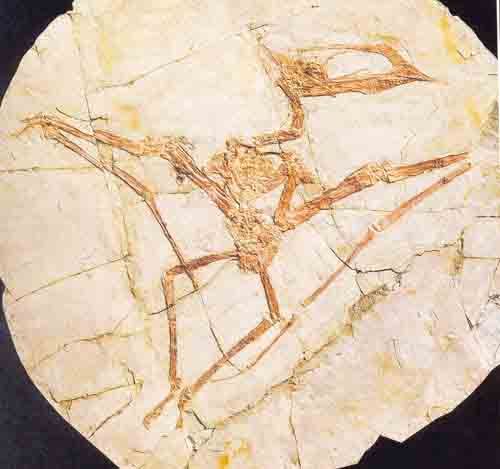 肱骨 出壳就会飞！翼龙为了生存也是拼了，小翼龙的骨头比成年翼龙还硬