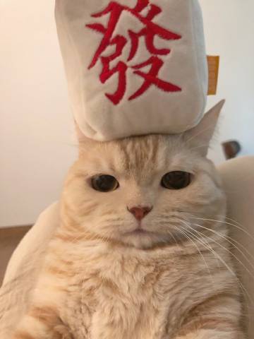 桉月|希望大家都能发发发