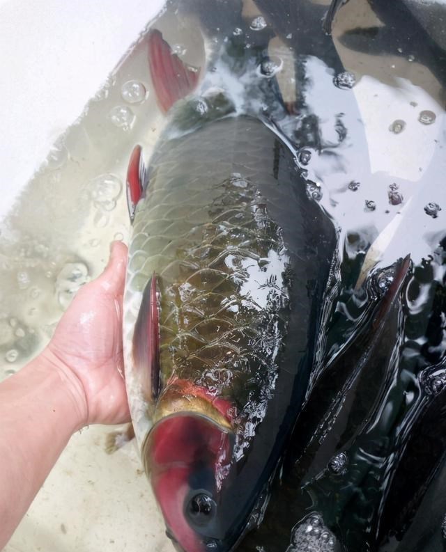 水库|军鱼？广西钓友水库钓起数条凶猛大鱼，红鳃红鳍，最大的近10斤