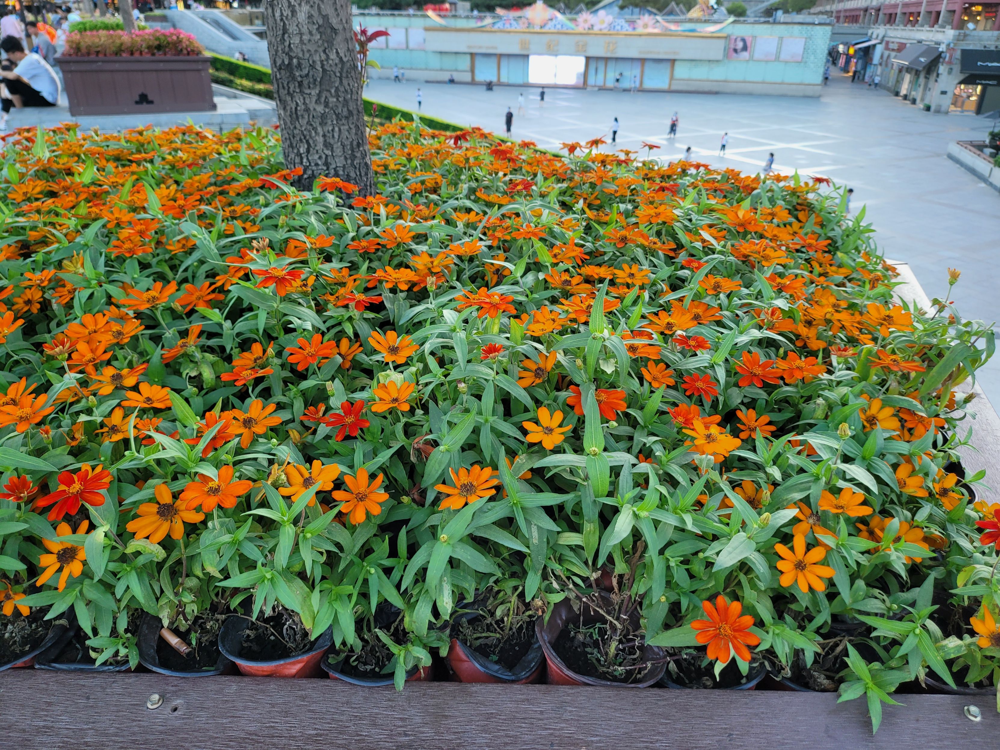 三星 上手三星的fold3国行真机