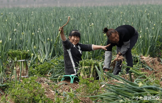 小七趣谈三农 1月29日：“火箭葱”又要来了？年前大葱能否降价？最新消息来了
