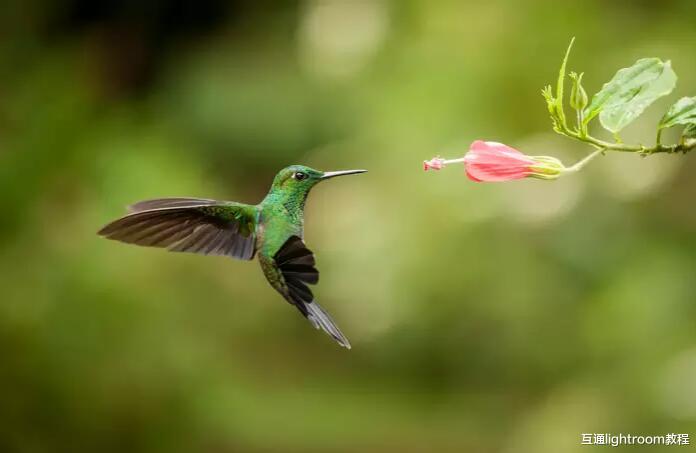 天然气|掌握这7个技巧，你也可以拍出好看的蜂鸟照片