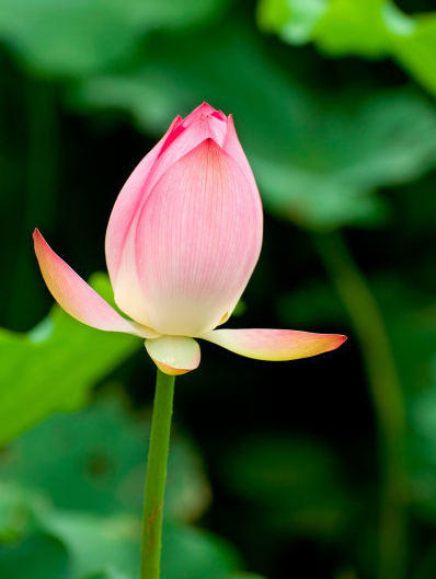 星临天下|步入8月份，4属相运势上涨，桃花开、事业顺，生活如鱼得水