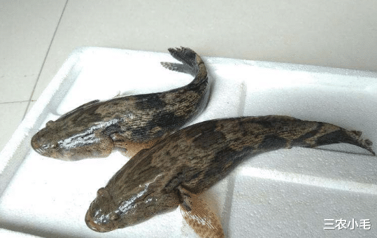 笋壳鱼|5种鱼都是“外来户”，却常被人当成土著鱼，钓鱼人也未必知道