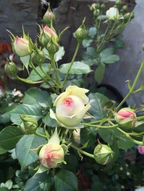 向阳园艺|秋天的月季,要多施肥,多浇水,水肥充足,抽枝速度更快!