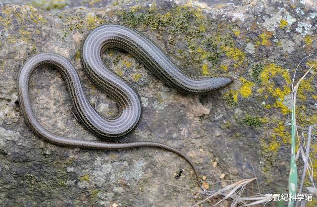 基因 进化的选择：卵生还是胎生？