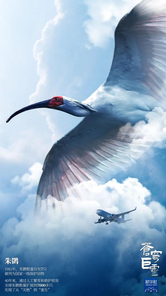  苍穹巨灵！每种生命都不渺小！这些珍稀物种值得我们关注