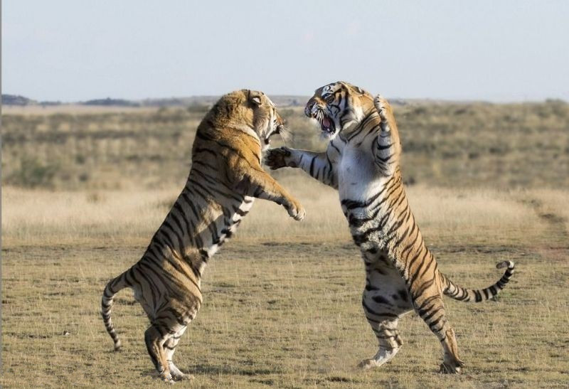 两只老虎 为什么两只老虎打架，打不过的一只会认输？