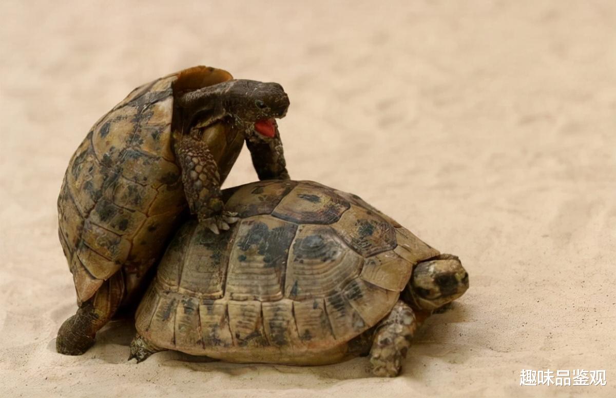 蝙蝠 进化论最大的bug，乌龟起源成谜，为何温度能决定后代性别？