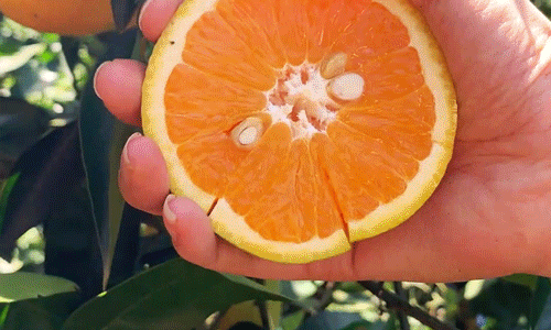 糖尿病|建议:不管有钱没钱,8月别错过这五种水果,营养美味身体棒