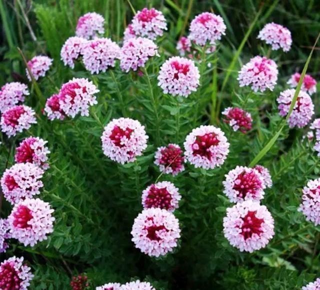 植物王国 植物王国中的“毒王”狼毒花，究竟有多毒？