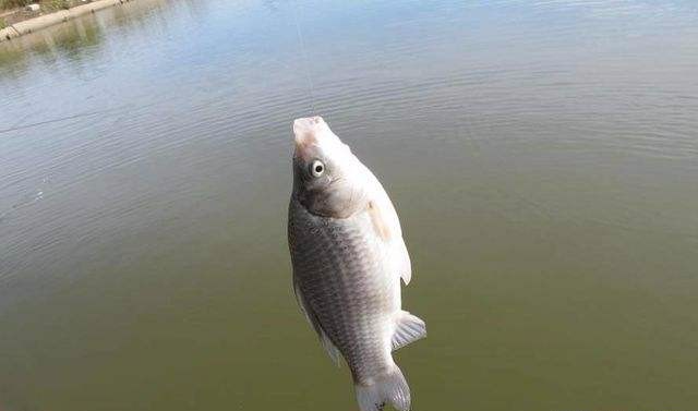 |用袖钩钓鱼总跑鱼？不了解袖钩的用途，鱼口再好也难入篓