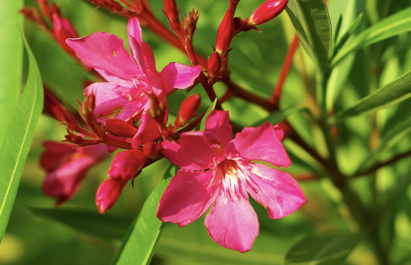 生肖夜梦|8月底,兜兜转转,姻缘轮回,佳偶天成,3生肖命运安排,卷土重来