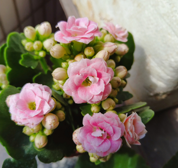 向阳园艺 长寿花不开花，抓紧追肥，多用肥，多晒太阳，肯定会爆开