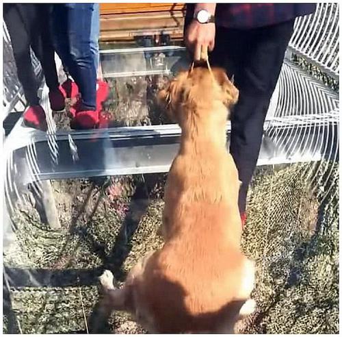 舜网 男子带着金毛走玻璃桥，感觉金毛有点不对劲，转身一看直接笑喷了