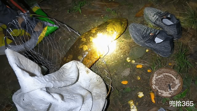 娃娃鱼|四川男子夜钓收获“四脚怪鱼”，害怕摊上事赶紧放生，网友：明智