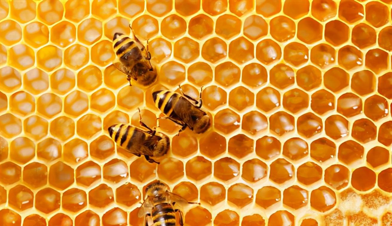 蜜蜂 “以命相搏”实力派蜜蜂，为什么蛰完人后会立马死去？