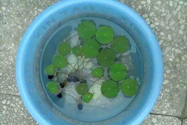 种上阳台|养碗莲,“水深”不能淹没浮叶,“水清”还需在盆中添加一物!