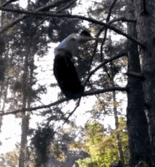 动物庄园|当小朋友有了朋友圈,笑的我不要不要的