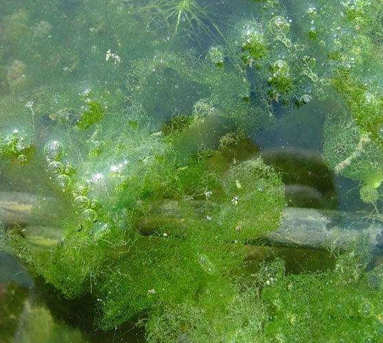 空军|钓鱼要钓草，不然瞎胡跑！要注意有种草你要钓了的话，也是瞎胡跑