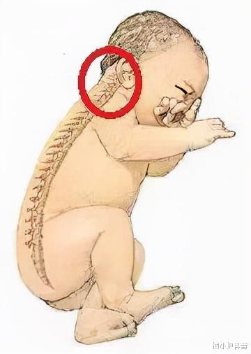 梅小护科普 宝宝多大可以睡枕头？