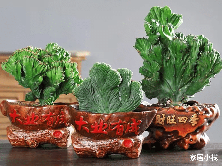 家居小栈|建议中老年花友:养花就养这4种,寓意是真的好