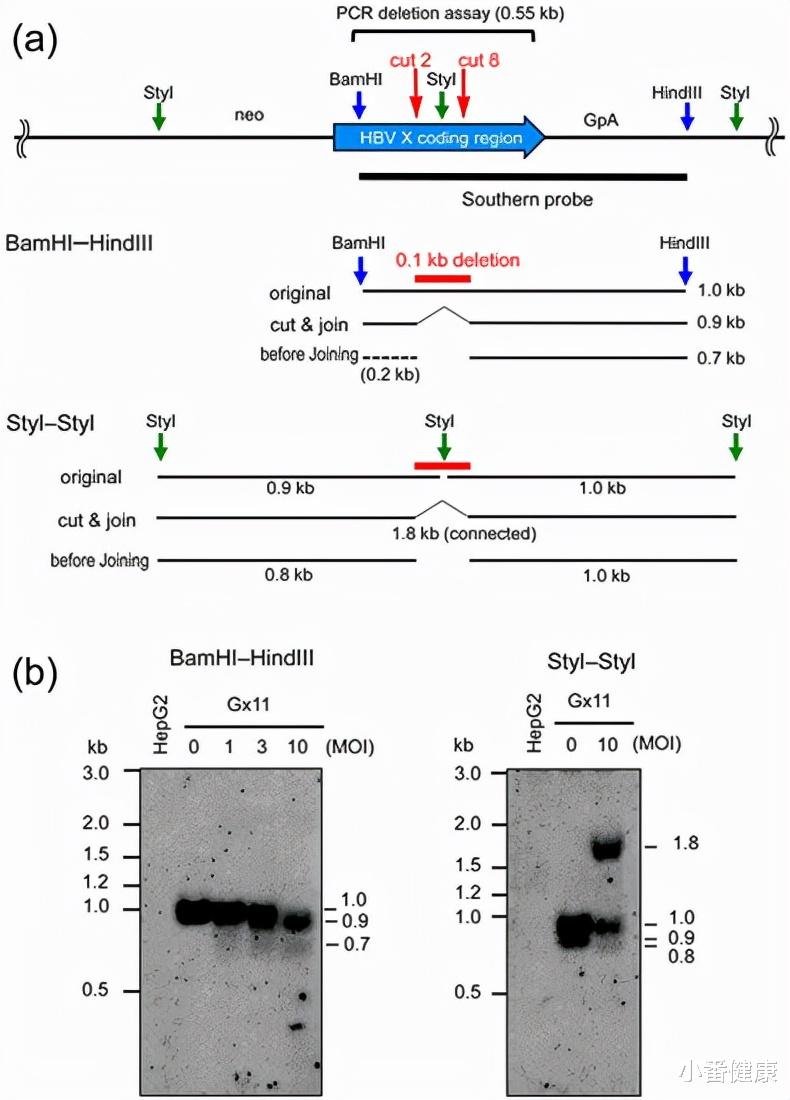 染色体 乙肝CRISPR/Cas9，提供多个基因敲除，解决异质靶点及逃避突变体