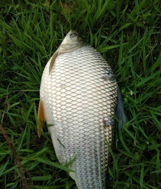 鲫鱼|珠江里还有这种鱼？广州钓鱼人钓起罕见“鲫鱼”，鱼肉像橙肉