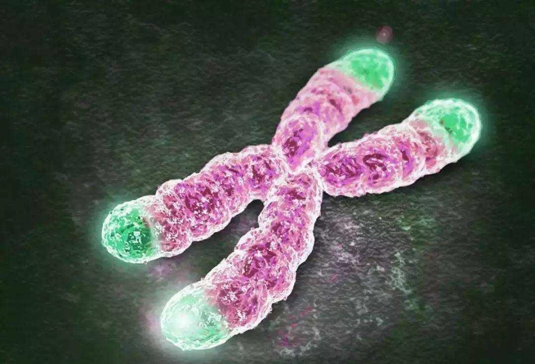 为何科学家很少提克隆了?克隆羊多莉短暂的一生,就是最好的答案