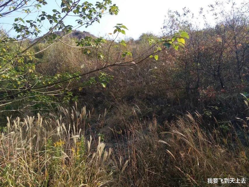 男子被叛军追赶逃进森林,遇到7个女野人,后来和7个女野人成亲
