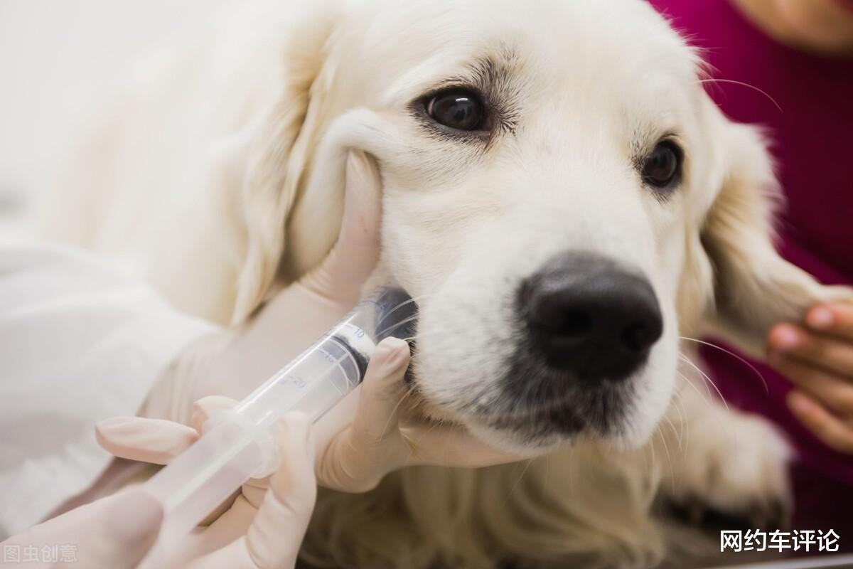 vivo|网约车出行面临关卡，滴滴、高德、一喂顺风车，谁更胜一筹？