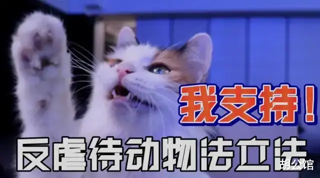 反虐待动物立法,需要你我的发声!