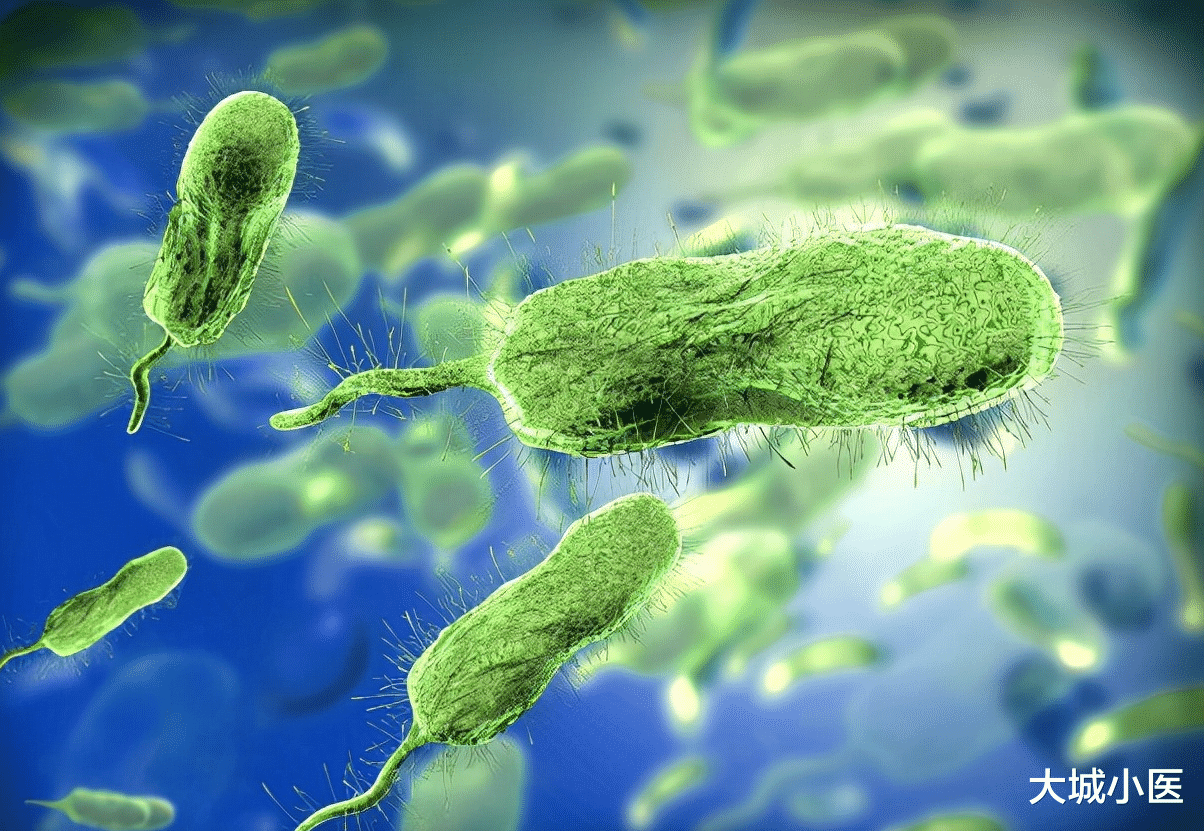 抗生素|老人被虾扎手竟需截肢保命？创伤弧菌到底是什么“妖魔鬼怪”？