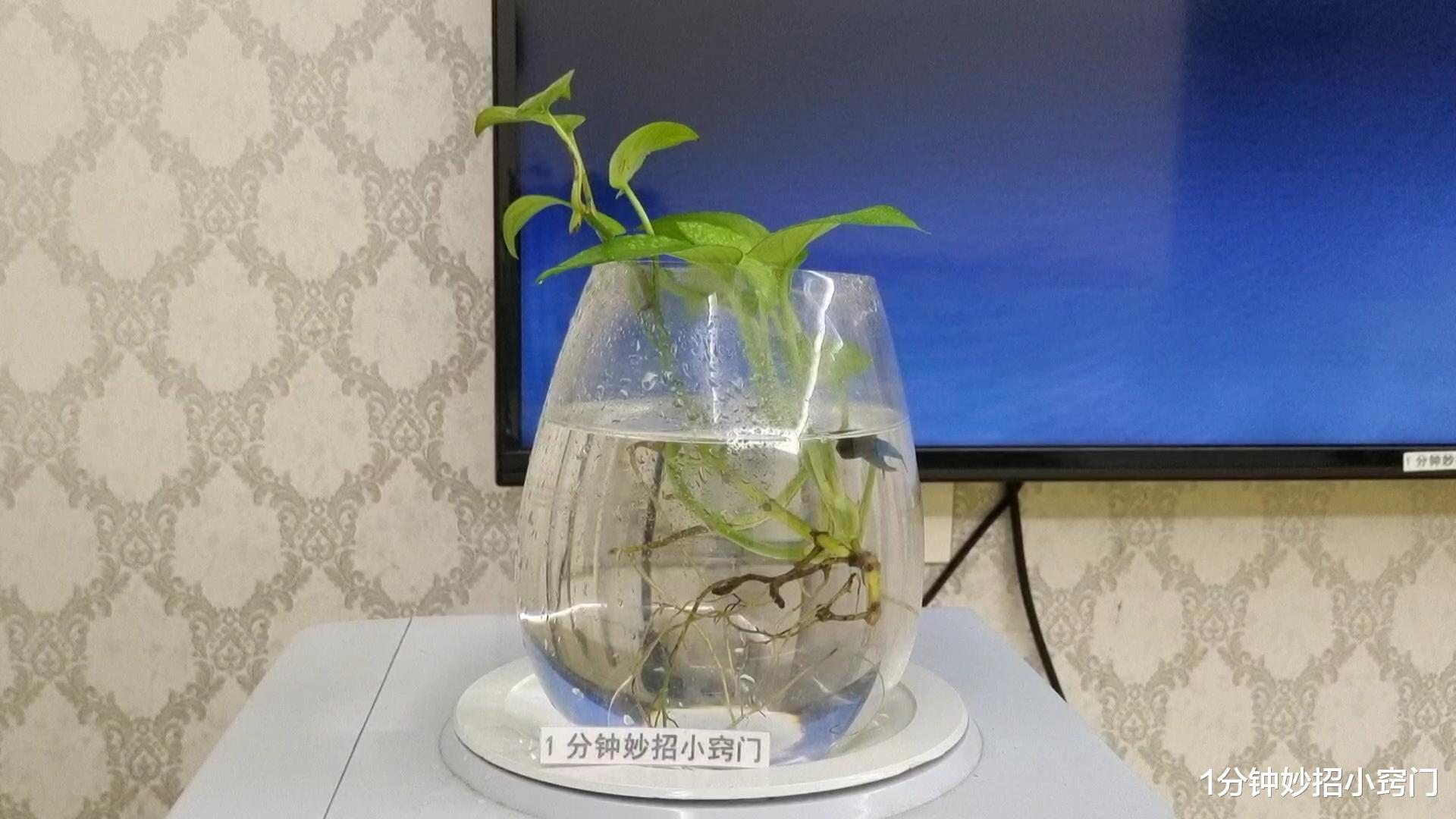 家里再有钱，电视机旁边别放这4种物品，我也是才了解，回家拿走