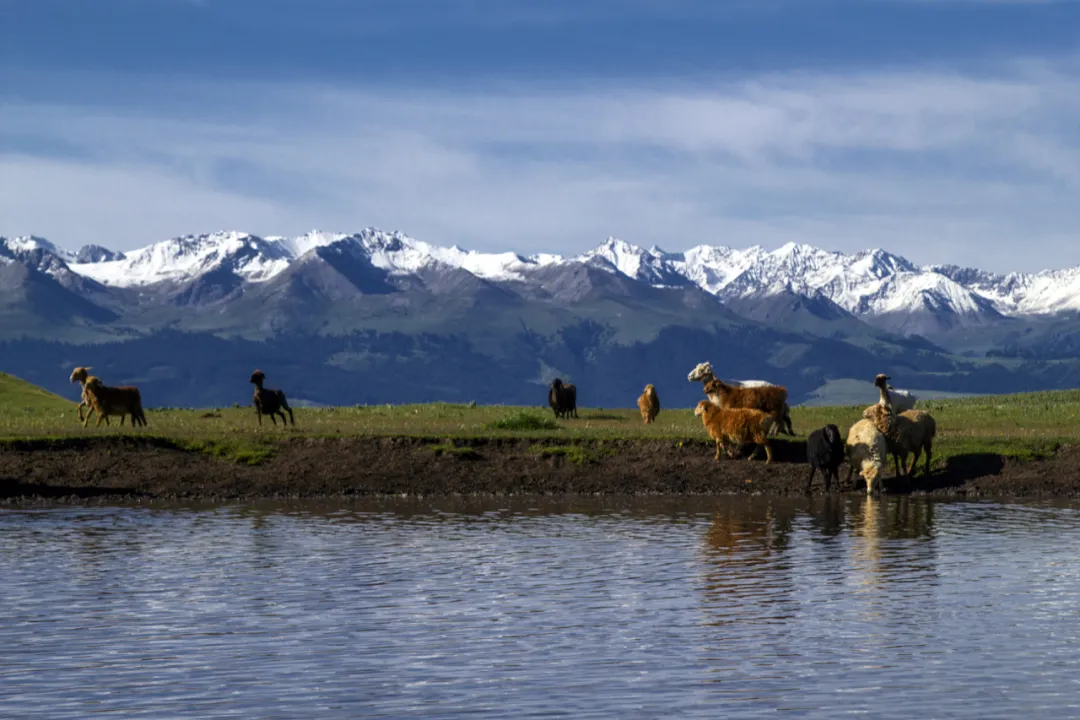 伊犁 有一种美,叫夏天的草原