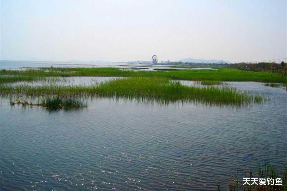 |夏季钓鱼，出钓时间的选择，不是大鱼少，是没赶上大鱼进食的时间