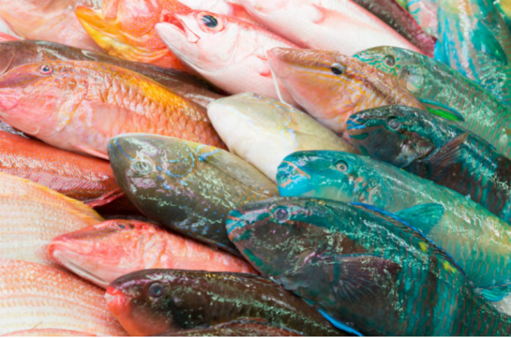 |去不了总能看看吧！日本钓鱼人十个最理想的都道府县