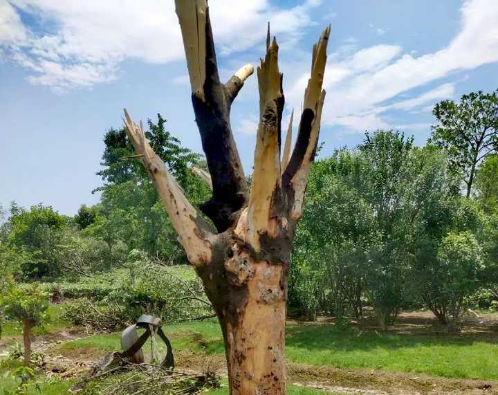 科普大世界 最大风力17级，苏州武汉同时出现龙卷风，这种风怎么会在城市出现