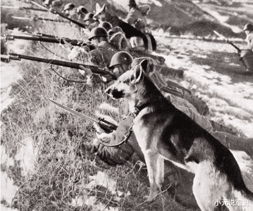 日本侵華戰爭，日軍訓練瞭一種動物，咬死無數國人，名字很耳熟-圖3