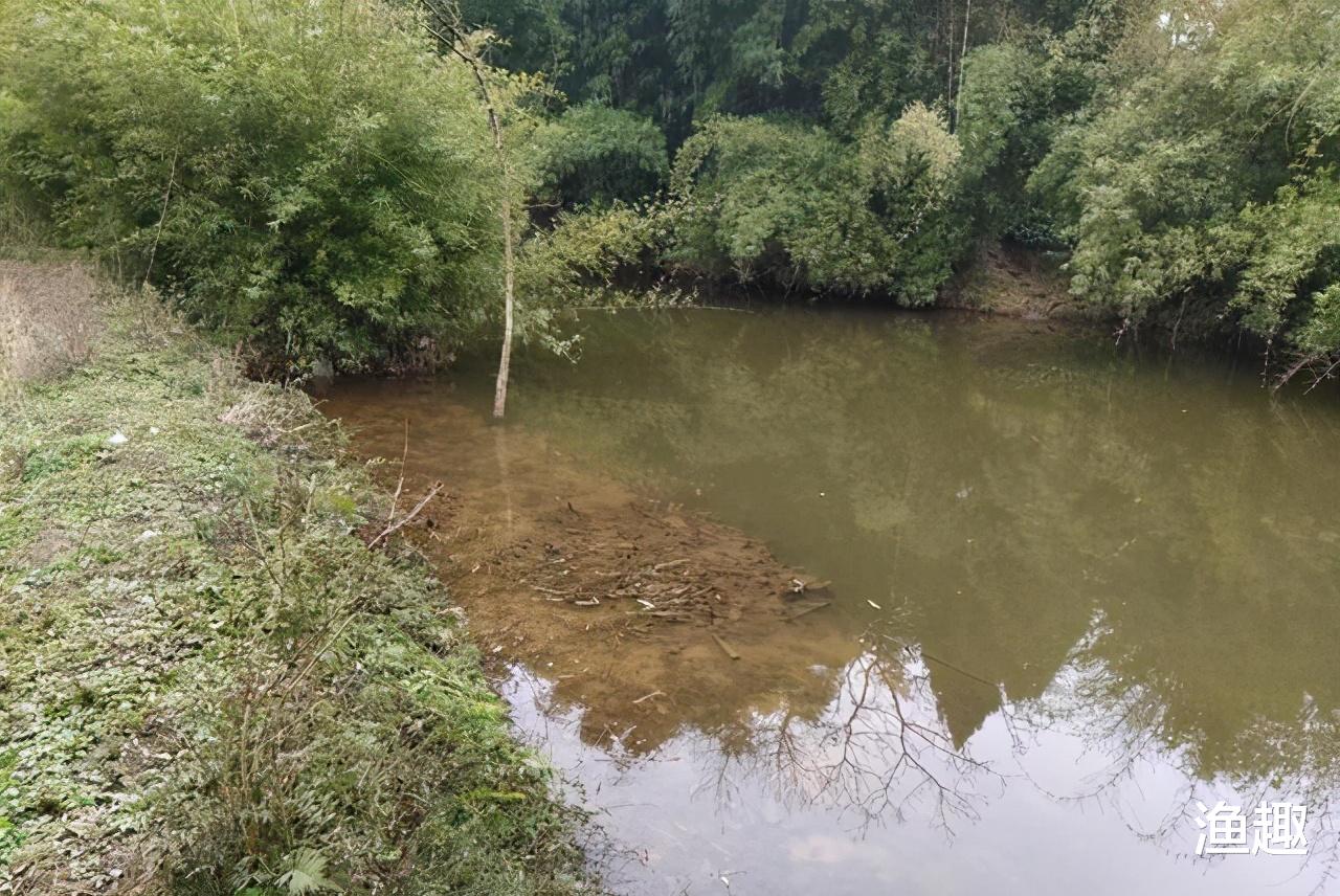四川省|请假去钓鱼，四川一河道黄辣丁“暴增”，有人半天钓了几十斤