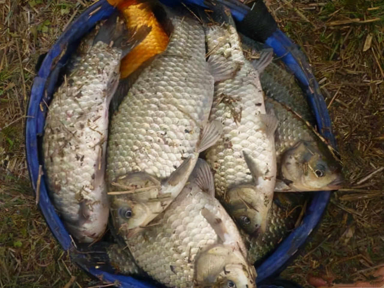 信用卡|冬季钓鱼，想要有好的鱼获，做到这两点就足够了