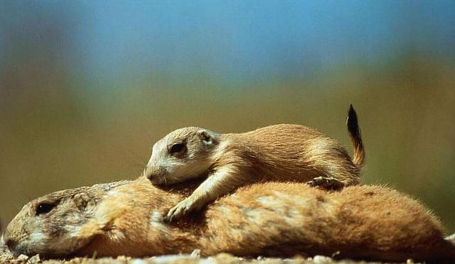 黄鼠狼 黄鼠狼会“摄魂术”、能让人疯癫？真有这么邪门？那该不该保护？