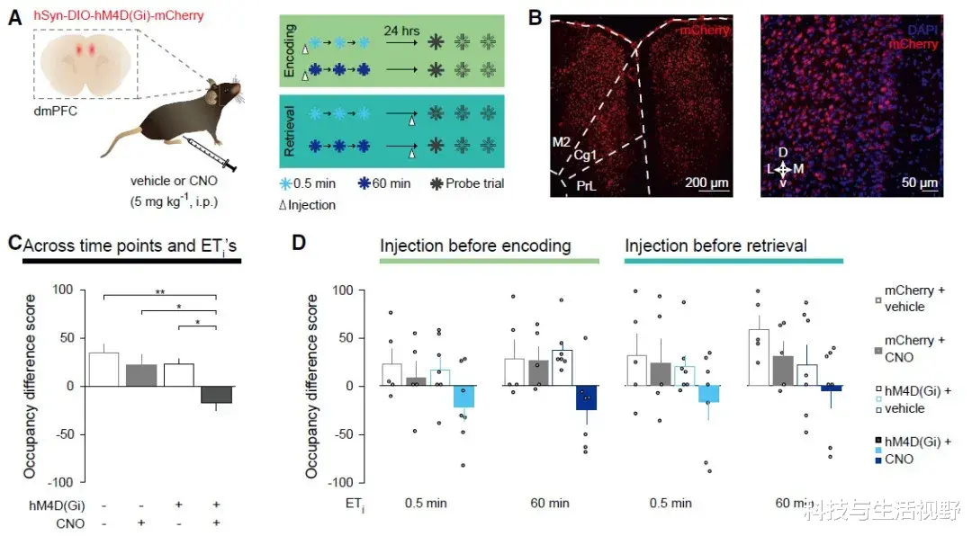卫星 Curr Biol：间隔学习可巩固记忆的奥秘