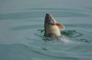 红宝石|你知道鱼“藏”在哪里吗？找到黄金钓位鱼获不会差！——盛世三渔