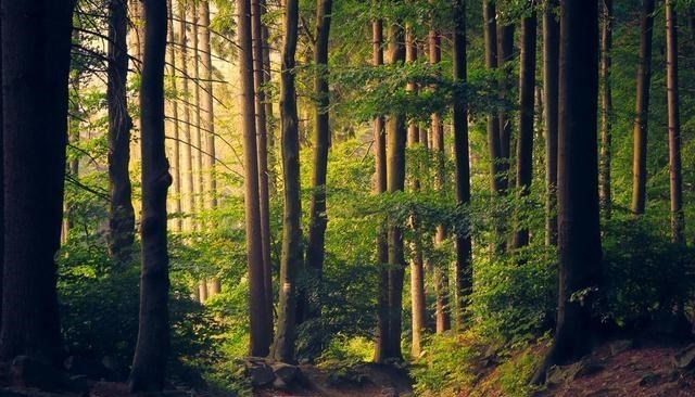 科学家 科学家警告:种种迹象已表明,地球可能正进入第六次生物大灭绝