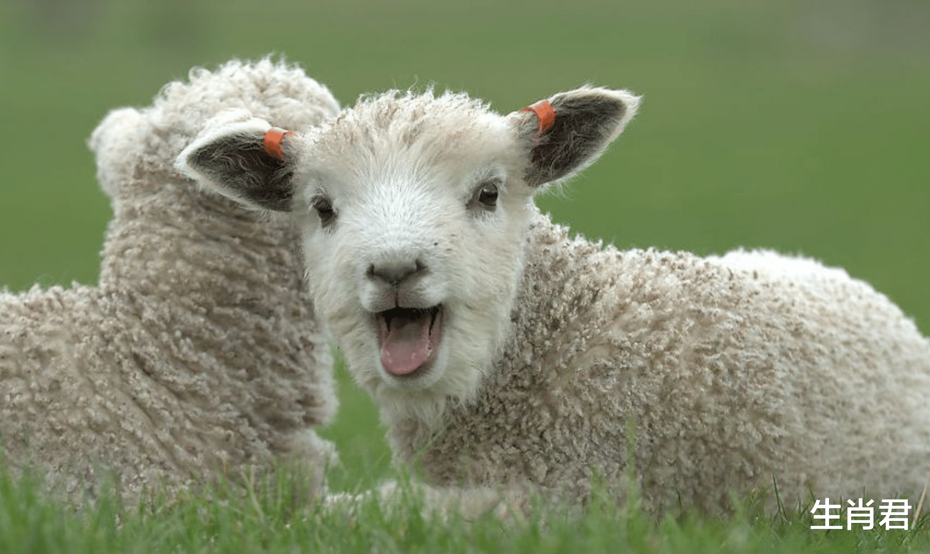 |能力出众的属羊人,会在职场中遇到自己的伯乐,从此一飞冲天